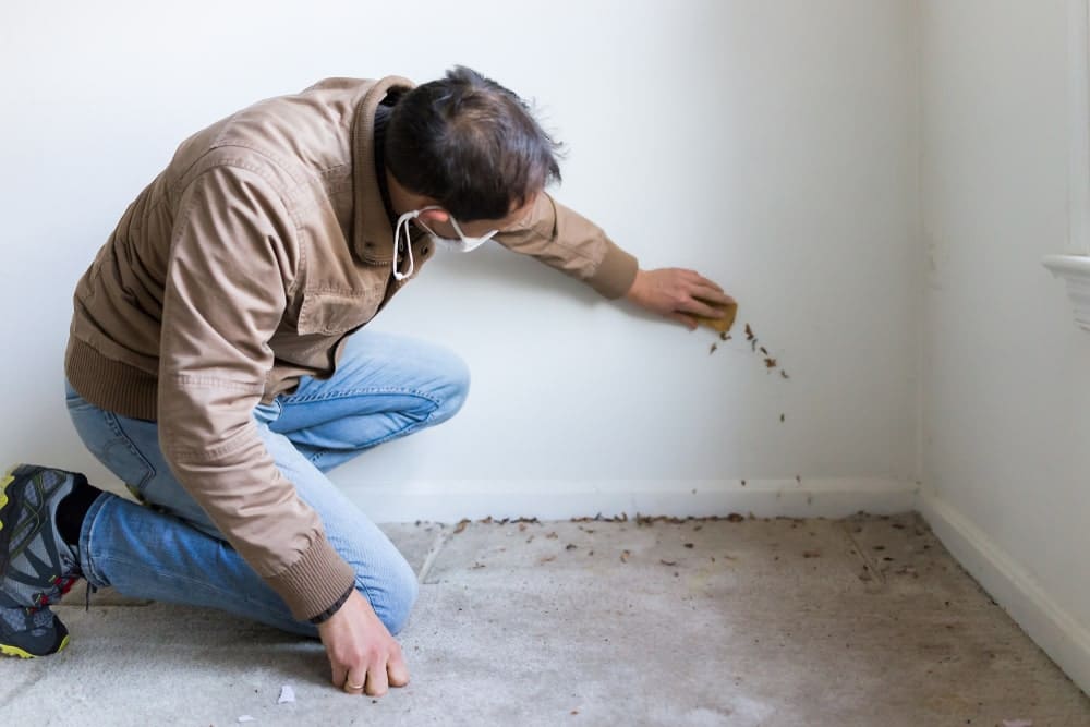 Signs of Hidden Mold in Burbank Homes: What to Look and Smell For